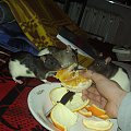 rats do adopcji