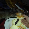 rats do adopcji