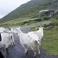 Norwegia-powrót do kraju,kozy na drodze zawsze mają pierwszeństwo