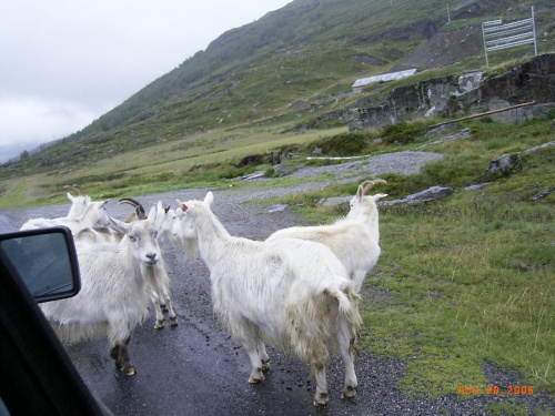 Norwegia-powrót do kraju,kozy na drodze zawsze mają pierwszeństwo