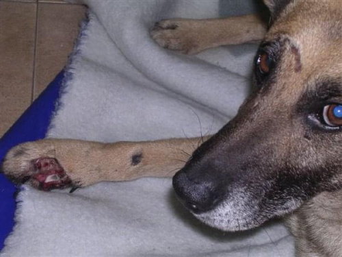 Batory to 4-letni pies średniej wielkości. Znaleziono go rannego, po wypadku. Ma uraz przednich łap, złamanie otwarte łapy. Wymagał natychmiastowej pomocy,