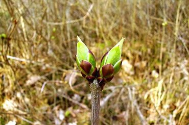 #drzewa #gałęzie #liście #pączek #wiosna