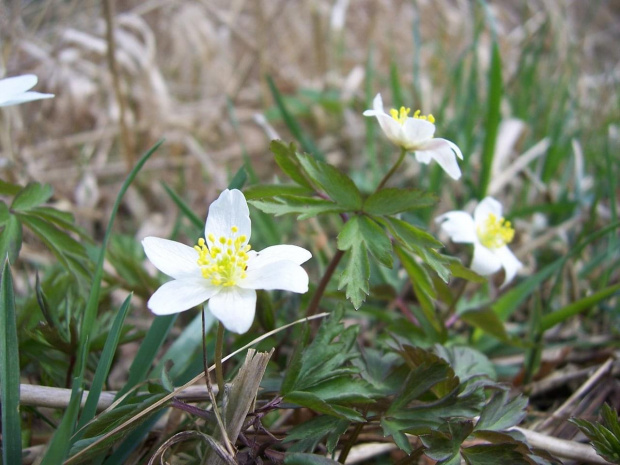 #kwiat #kwiaty #rośliny #natura #przyroda #makro #zbliżenie