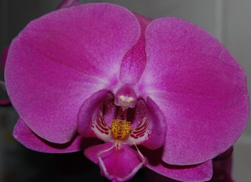 Storczyk , Orchidea jak kto woli : ))