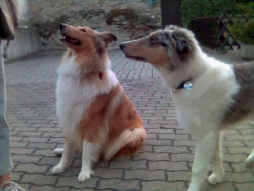 Lassie;)