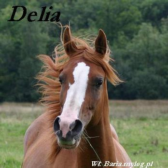 Arabian Horse Delia