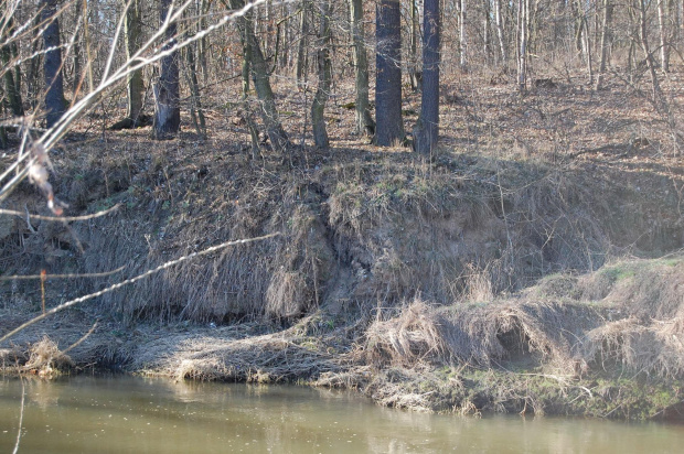 Kaczawa wiosną- okolice Pątnowa