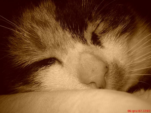 Koteczek:) #kot #śpi