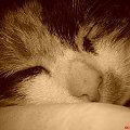 Koteczek:) #kot #śpi