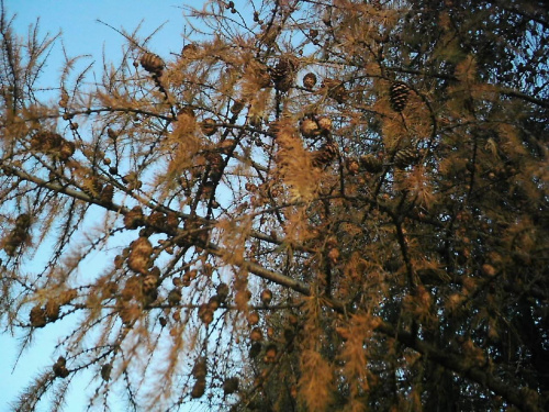 Szyszki na modrzewiu. #Przyrodz #drzewo #szyszki