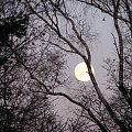 Pełnia księżyca1 #księżyc #niebo #przyroda #natura #drzewa