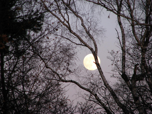 Pełnia księżyca1 #księżyc #niebo #przyroda #natura #drzewa