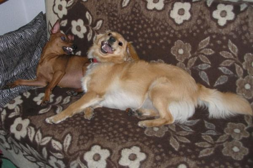 Flip i Mila to najwcześniejsi przyjaciele Figi. Piznali sie gdy ona miała 2 miesiące, a oni o dwa więcej.
