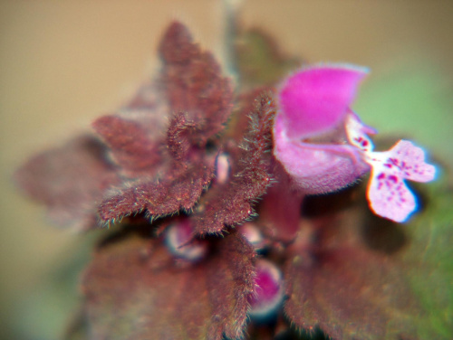 roślina #przyroda #natura #rośliny #makro #kwiat #makrofotografia