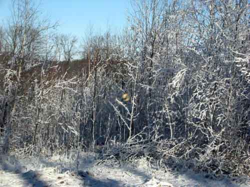 zima #przyroda #natura #zima #krajobraz #JeleniaGóra #drzewa #śnieg