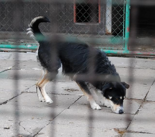 #adoptuj #czeka #DoAdopcji #pies #schron #Jastrzębie