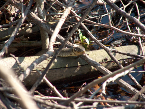 wiosenne przebudzenie #natura #przyroda #gady #węże #zwierzęta #zaskrońce