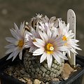 Turbinicarpus valdezianus v. albiflorus