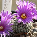 Turbinicarpus valdezianus