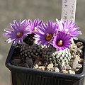 Turbinicarpus valdezianus