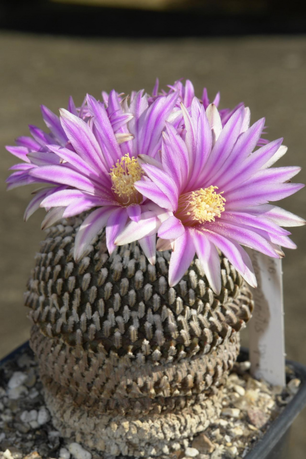 Turbinicarpus pseudopectinatus