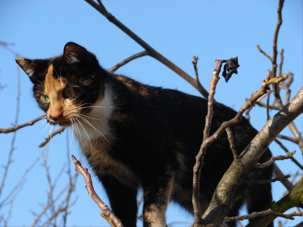 Fiona nadrzewna #kot #kotek #koty