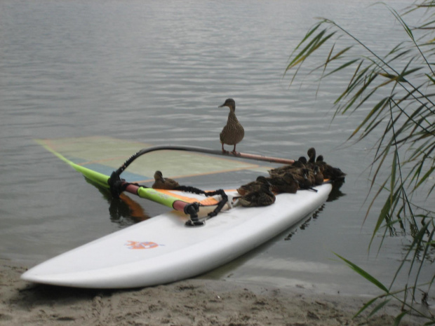 #woda #wakacje #winsurfing #przyroda #zwierzęta #kaczki