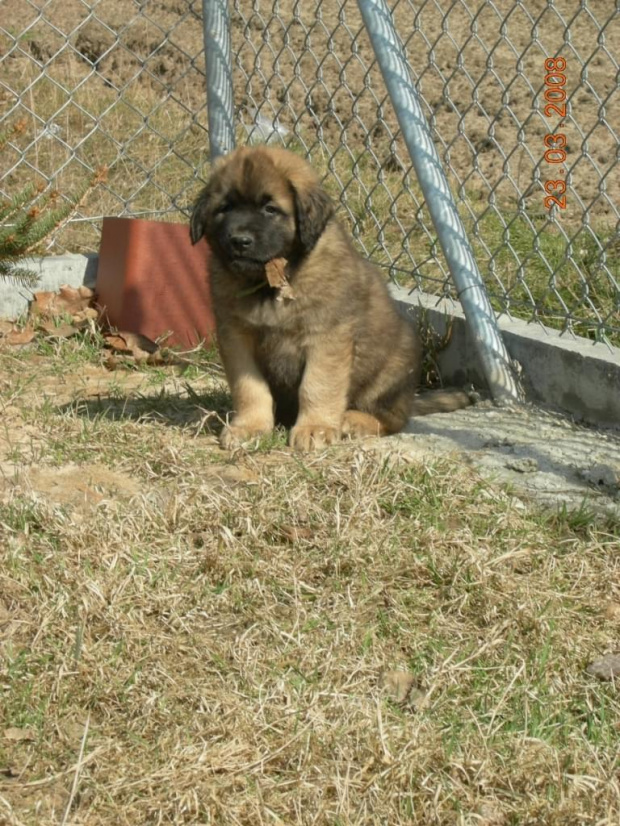 #pies #psy #leonberger