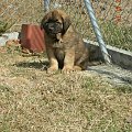 #pies #psy #leonberger