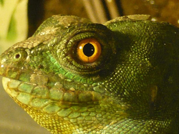 bazyliszek, basiliscus, plumifrons, płatkogłowy