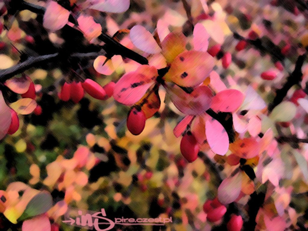 #GrafikaKomputerowa #przyroda #krzak #drzewo #owoce #jesień