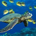 zółw zółwik ryby rybki morze ocena woda głębiny rafa koralowa zwierzę zwierzątko natura
deskopik tapeta wallpapper
www.deskopik.dcmzone.net