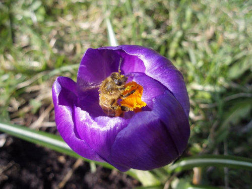 #pszczoła #kwiaty #wiosna