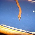 ... #ptaszniki #węże #skorpiony #mahoń