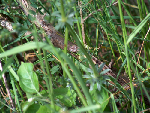 jaszczurka zwinka #natura #przyroda #zwierzęta #gady #jaszczurki #zwinka