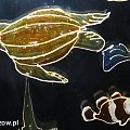 żółw-witrarzyk #żółw #zolw