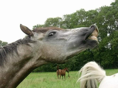 cudooo udaje ogra.... #konie #łąka #śmieszne