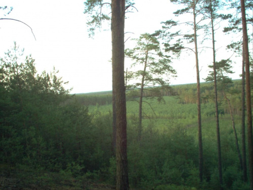 leśna panorama #widoki