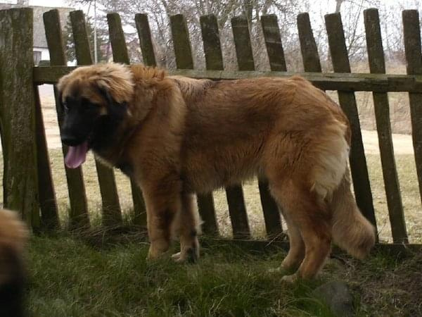 DALIA Apteka Natury #DALIAAptekaNatury #leonberger