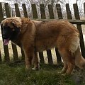 DALIA Apteka Natury #DALIAAptekaNatury #leonberger