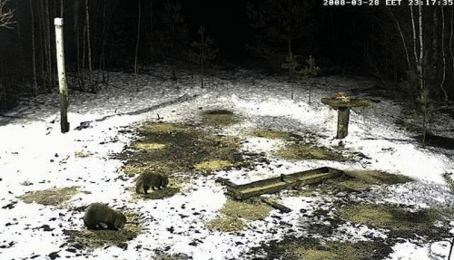 Nocni goście...
