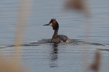 perkoz dwuczuby #perkoz