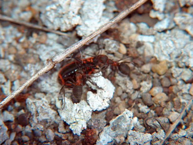 mrówki #przyroda #natura #zwierzęta #owady #mrówki #makrofotografia