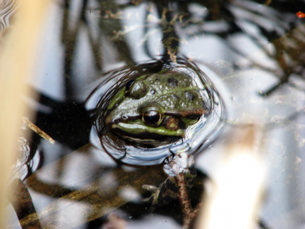 żaba #przyroda #natura #zwierzęta #płazy #żaba #woda