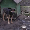 Mister został przywiązany na krótkim łańcuchu przy budzie, w błocie, z dala od człowieka. Dla niego to tragedia. Mister ma 2,5 roku i wiele do zaoferowania.
Mister pilnie szuka domu!!!!