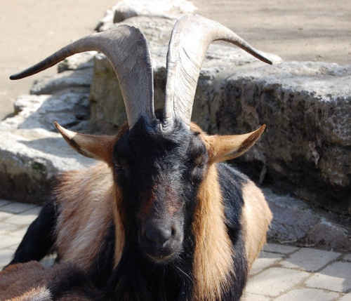 "Opel" ZOO w Königstein.