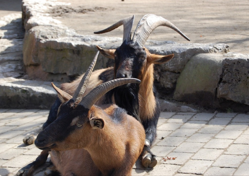 "Opel" ZOO w Königstein.