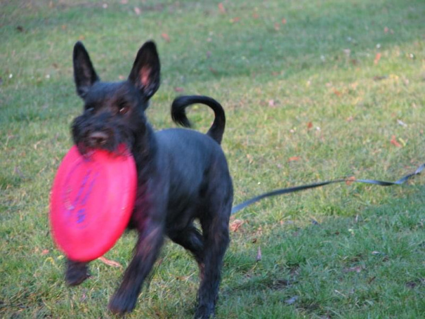 frisbee #pies