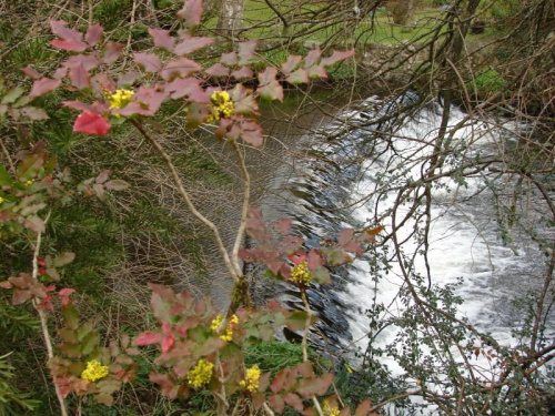 Mount Usher Gardens