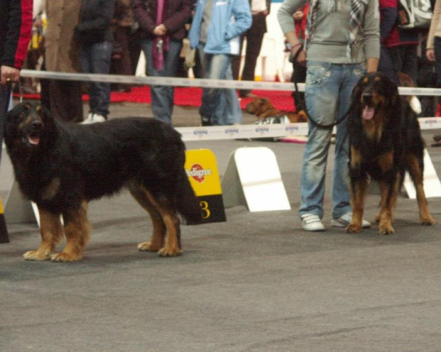 championów psy, 975 (ANGUS Alamo Negro) & 978 (MILO Mirobriada)